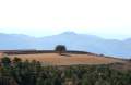 Landwirtschaft Strecke Coll de Jou - Cambrils, Solson�s - img_3872_110.jpg